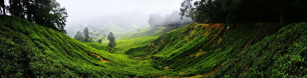 Tea garden