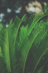 Close-up of palm tree leaves