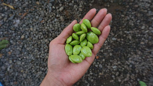 Close-up of hand holding leaf