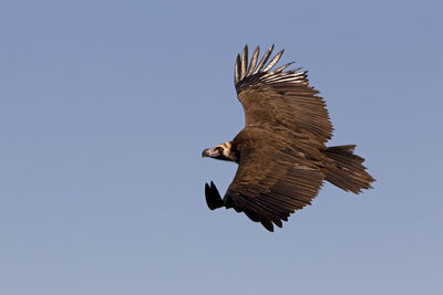 Low angle view of eagle flying against clear blue sky