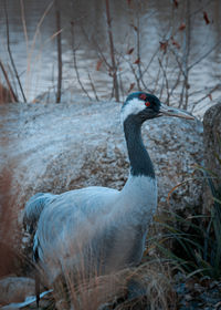 Close-up of duck on field during winter