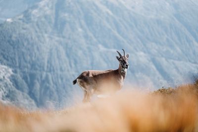 View of an animal on field