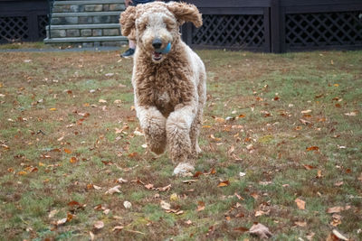 Portrait of lion standing on field