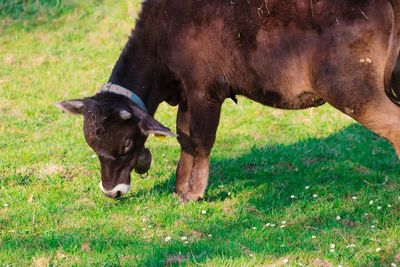 Horse grazing in a field