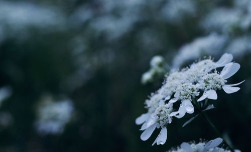 Close-up of white cherry blossom tree