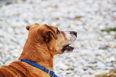 Close-up of a dog looking away