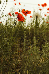 Close-up of red poppy flowers on field