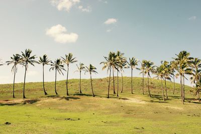 Palm trees on grassy field