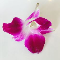 Close-up of pink flower over white background