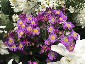 Close-up of purple flowers blooming outdoors