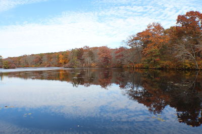 Reflection of trees in water