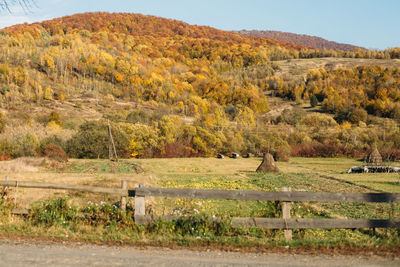 Scenic view of trees on field against sky