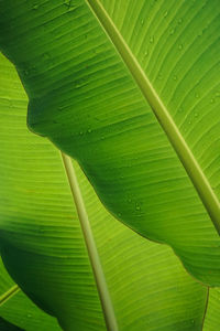 Close-up of raindrops on green leaves