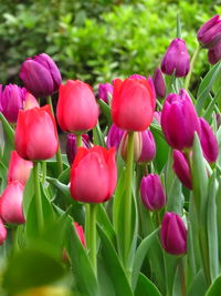 Close-up of pink tulips in bloom