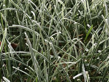 Full frame shot of grass growing in field