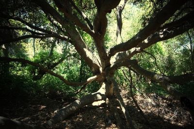 Trees in forest