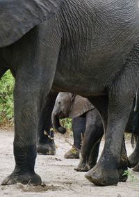 Elephant standing by stone wall