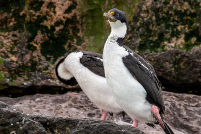 Close-up of a bird on rock