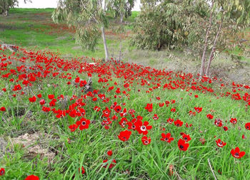 Red poppy flowers growing on field