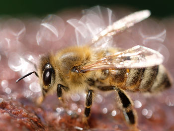 Close-up of bee pollinating on flower