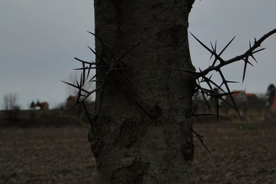 Bare tree on landscape