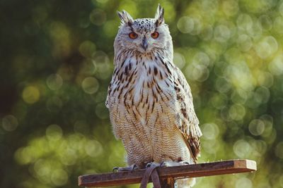 Portrait of owl perching on wood