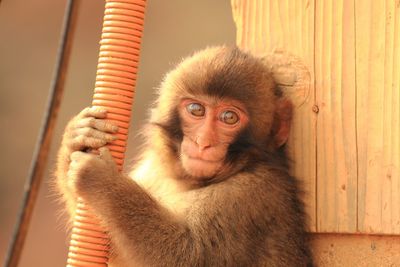 Portrait of young monkey