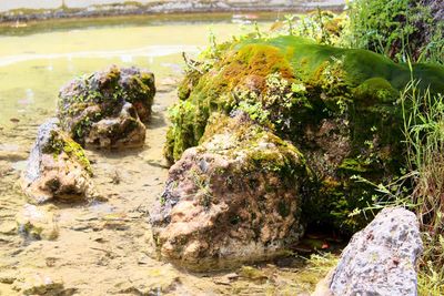 Close-up of moss growing on rock