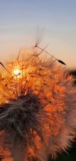 Silhouette trees on field against sky at sunset
