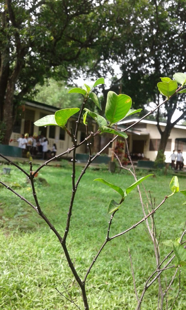 green color, growth, tree, leaf, plant, focus on foreground, nature, grass, day, outdoors, close-up, no people, green, growing, tranquility, beauty in nature, grassy, sky, selective focus, lush foliage