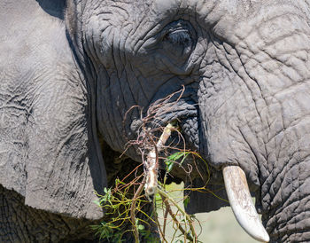 Close up of an elephant in the savannah of south africa