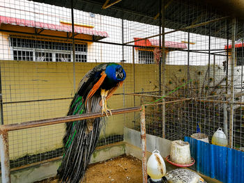 Peacock in a cage.