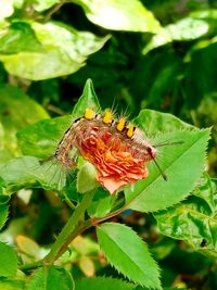 Close-up of butterfly pollinating on flower