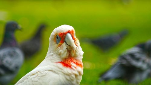 Close-up of parrot on field