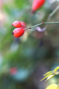 Close-up of cherries on tree