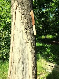 Midsection of man holding tree trunk