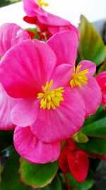 Close-up of pink flowers blooming outdoors