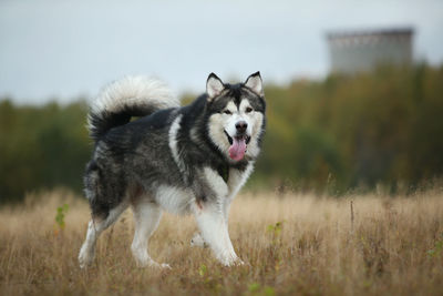 View of dog running on field