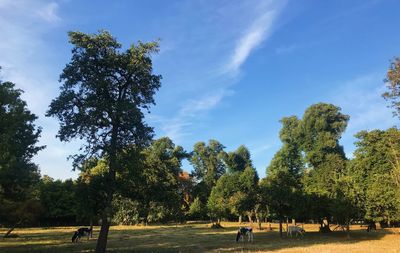 Trees in park against blue sky