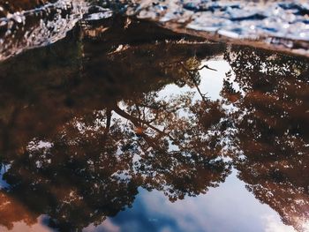 Reflection of trees in puddle