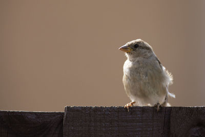 Close-up of bird perching on wood