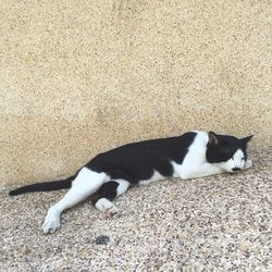Cat lying on couch