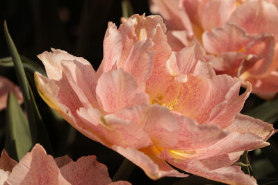 Close-up of flowers blooming outdoors