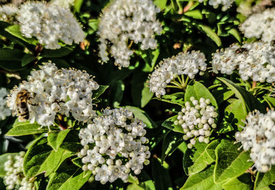 Close-up of white flowering plant