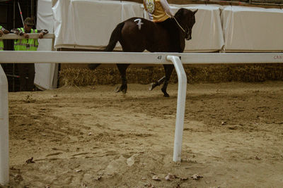 Horse standing on field