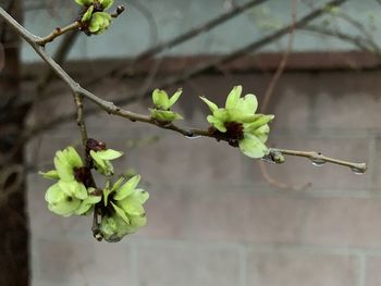 Close-up of flowering plant