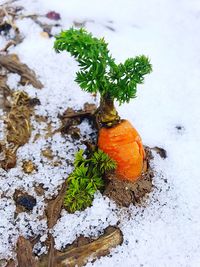 High angle view of snow covered plants on land