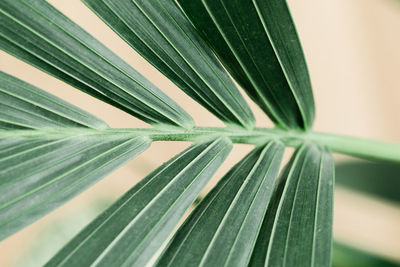 Close-up of palm leaves