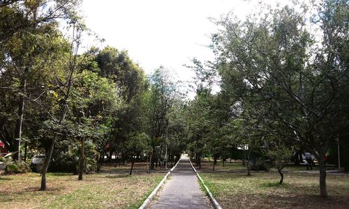 Narrow walkway along trees