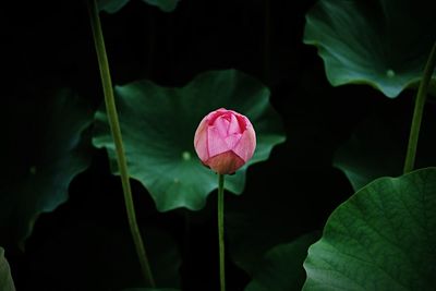 Close-up of pink flower